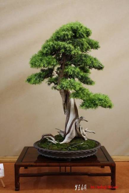 ArcoBonsai%202009%20%28104%29.jpg