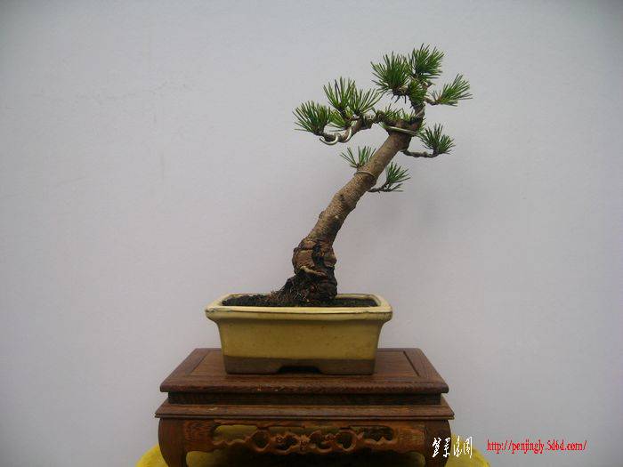 Ƭ 12524.jpg