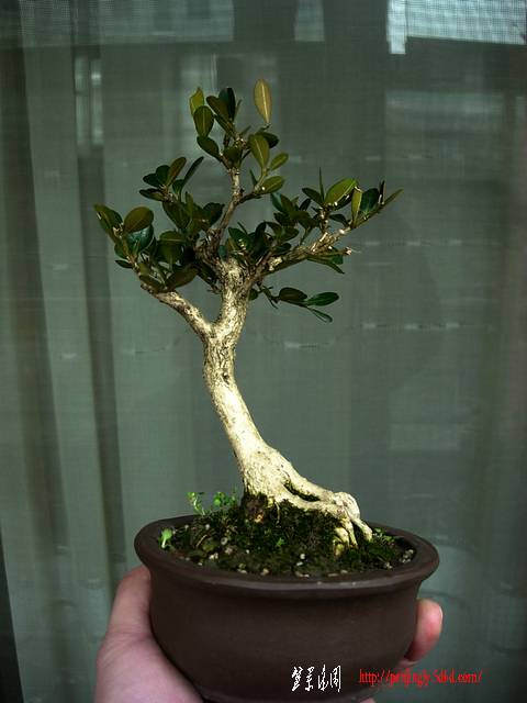 DSCN4357.JPG