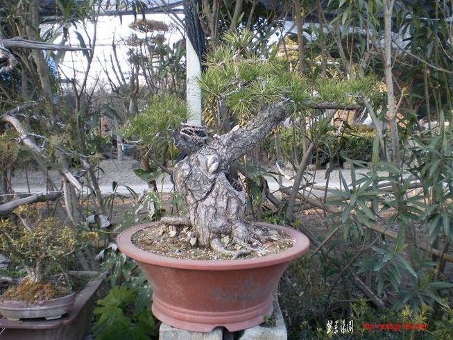SANY0983.JPG