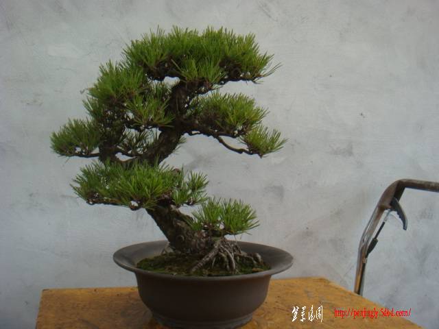 DSC07846.JPG