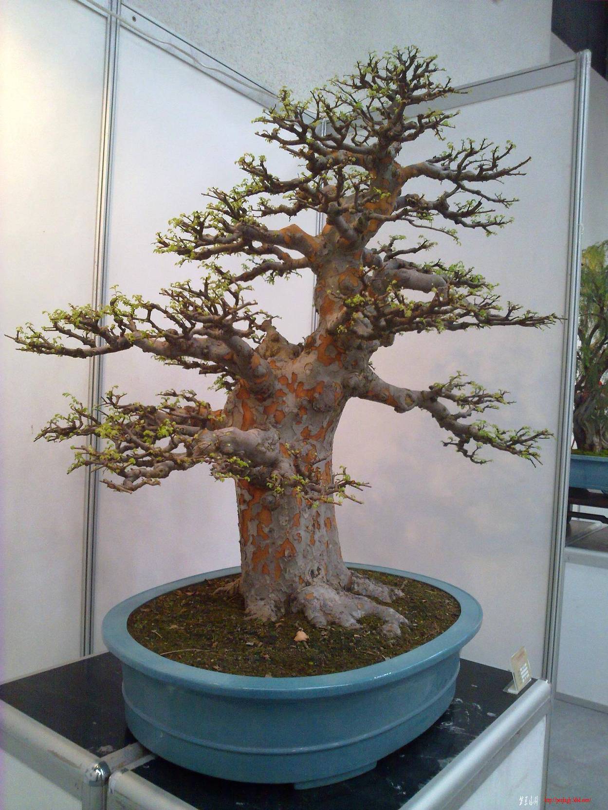 20101001244.jpg