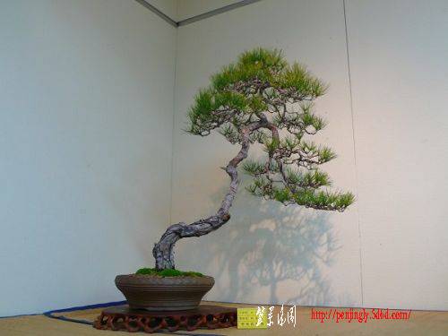 1002080033f729a9eea80aed2d.jpg