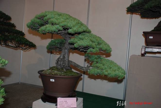 3753345_488999019[1].jpg