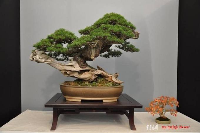 Alcobendas%202010%20first%20prize%20Pinus%20mugo%20Luis%20Bali%C3%B1o%202.jpg