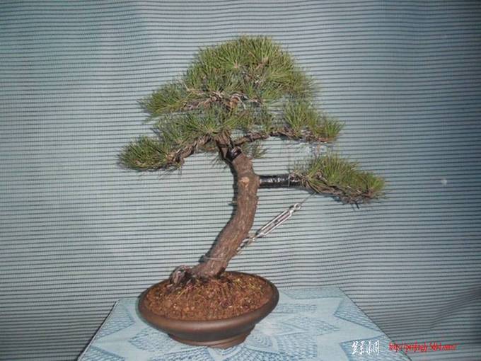 SDC13730.JPG