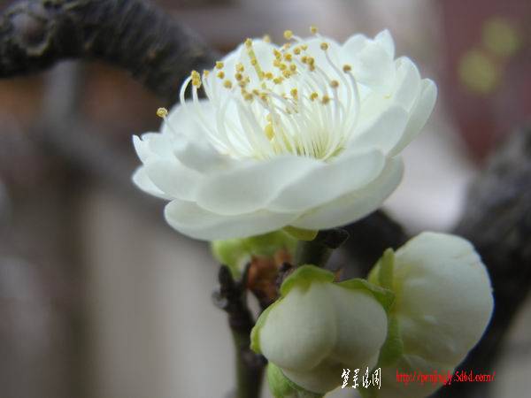 DSC08414.jpg