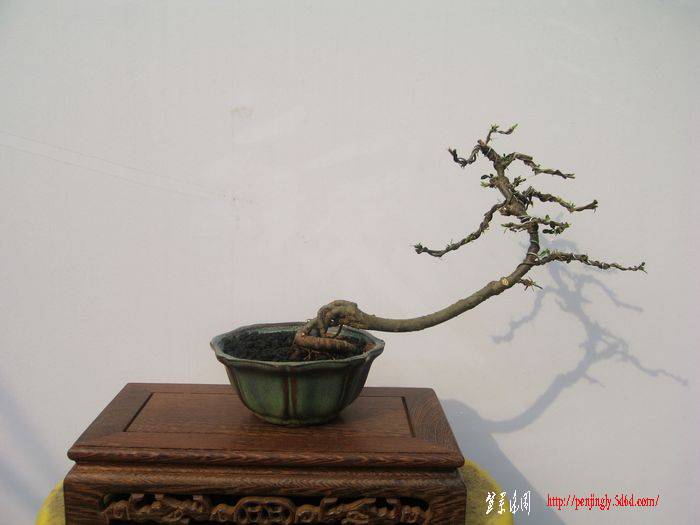 Ƭ 13096.jpg