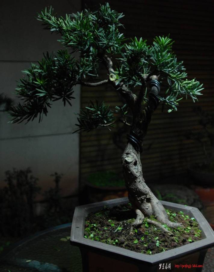 DSC_0004f.jpg
