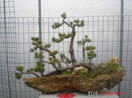 201135С԰Ƭ 021.jpg