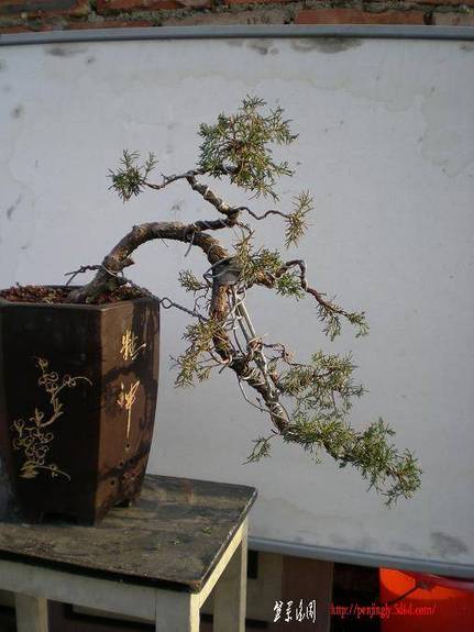 2007���辰ͼƬ 031.jpg