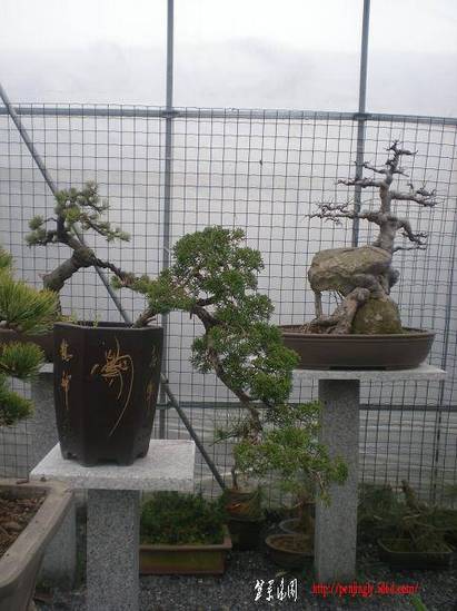 2011��3��5��С԰��Ƭ 017.jpg