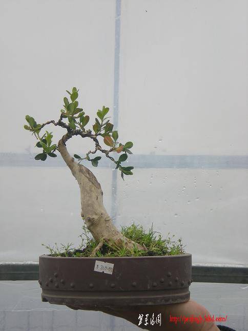 201135С԰Ƭ 044.jpg