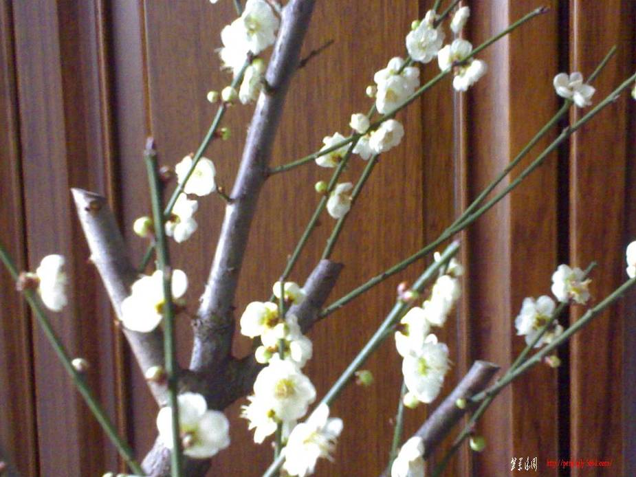 20110226935.jpg