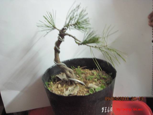 20110309 008.jpg