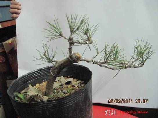 20110309 002.jpg