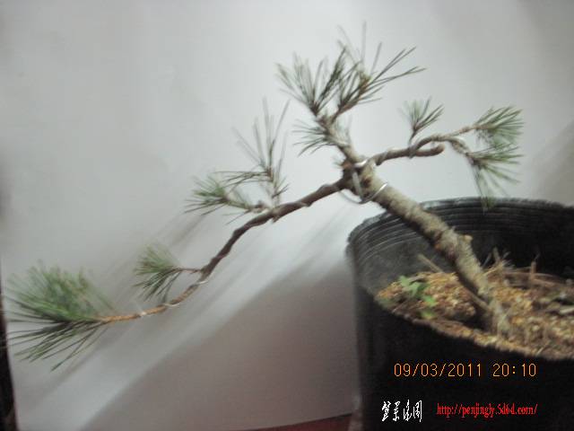 20110309 005.jpg