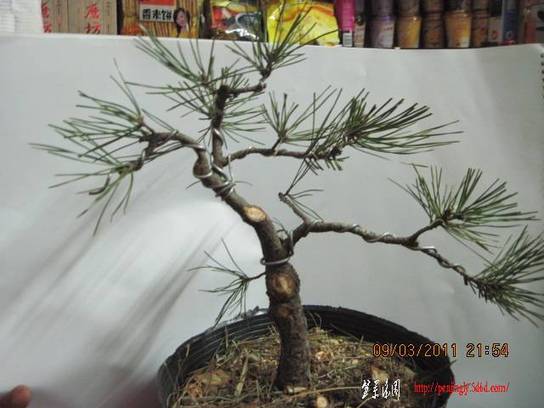 20110309 012.jpg