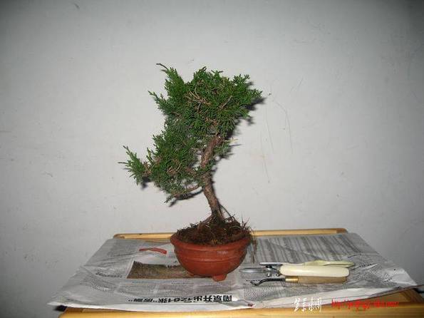 Ƭ 13086.jpg