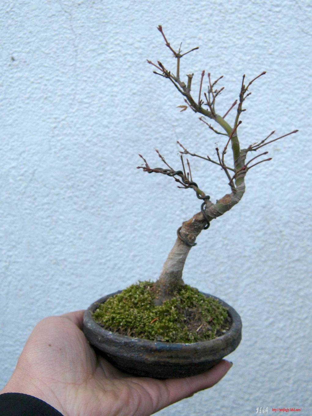ع ת IMG_3771.JPG