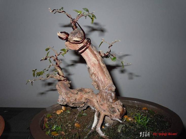 DSCN1220.jpg