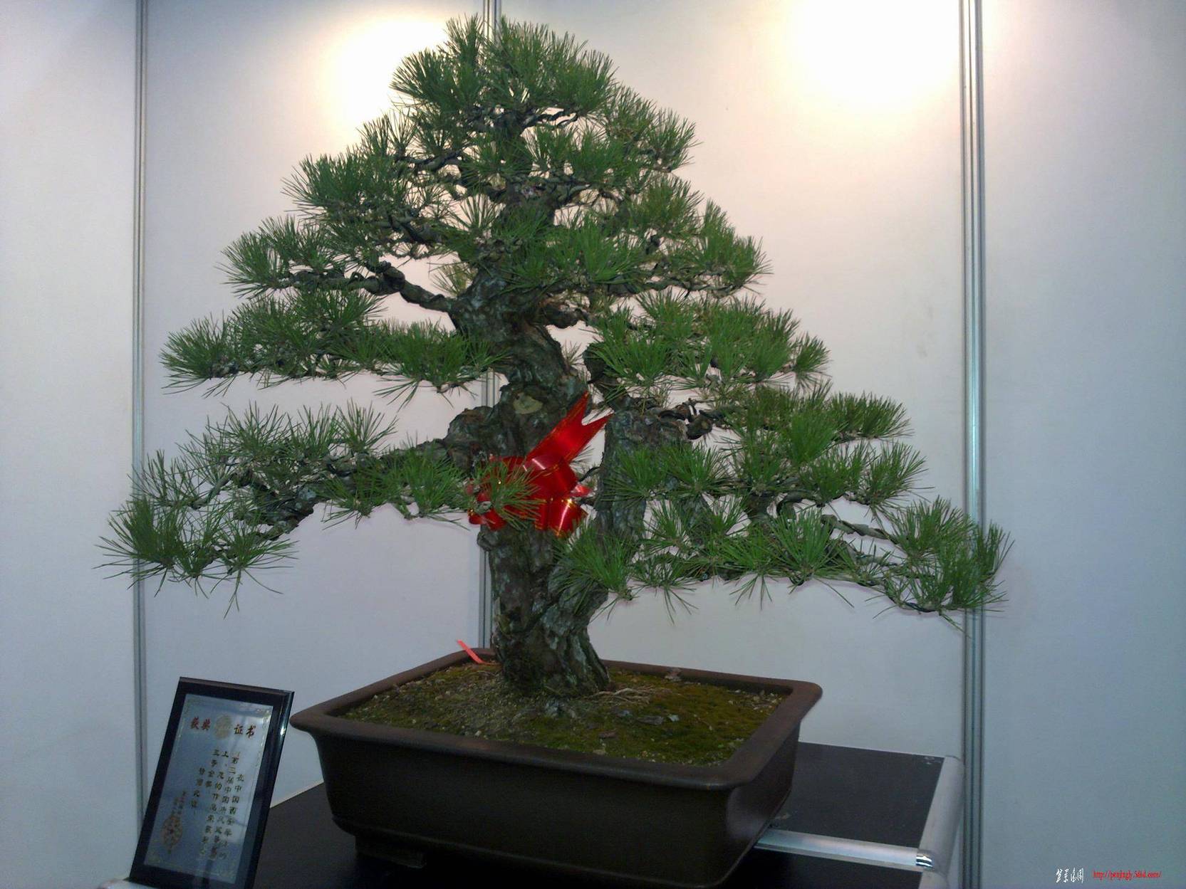 20101001275.jpg