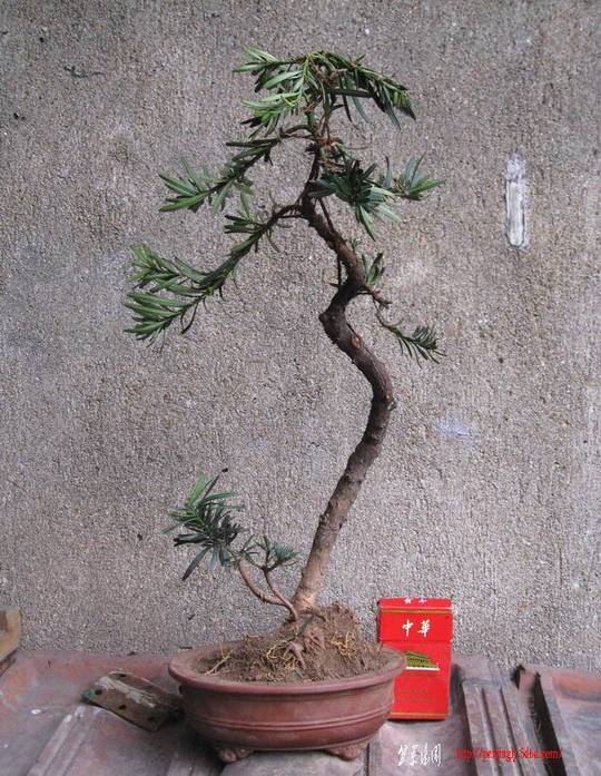 Ƭ 14192.JPG