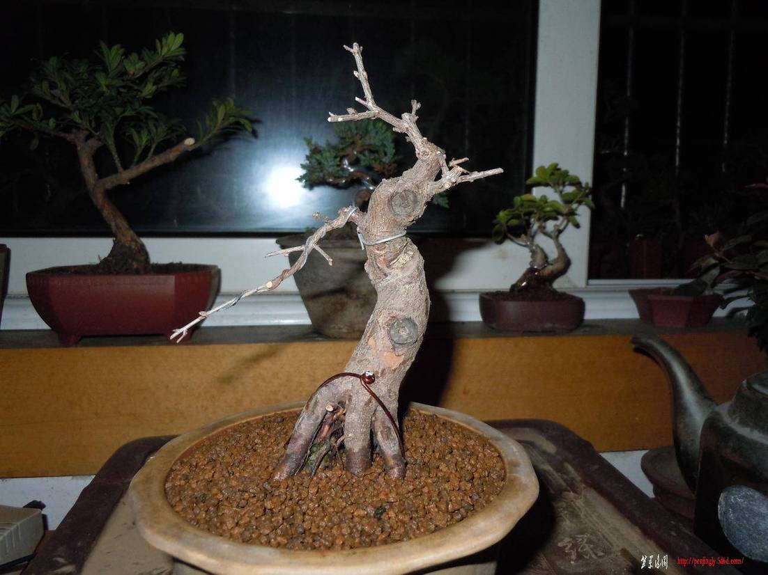 DSCN1230.jpg