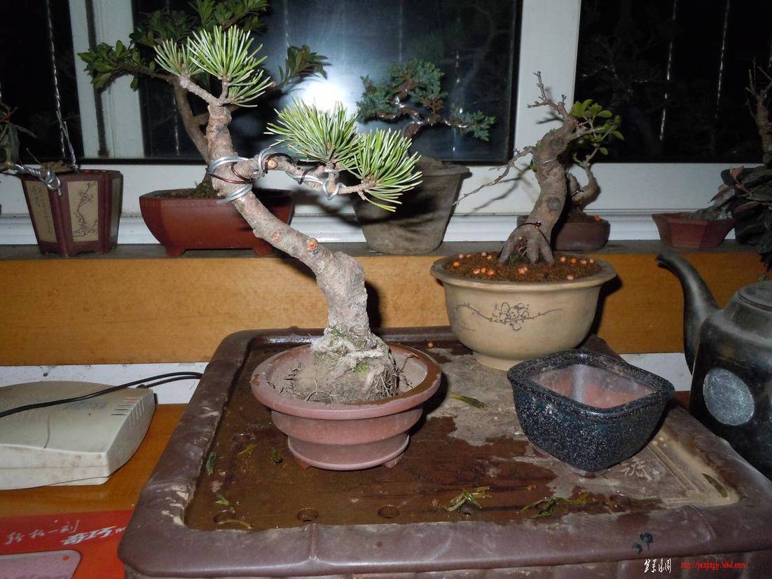 DSCN1253.jpg