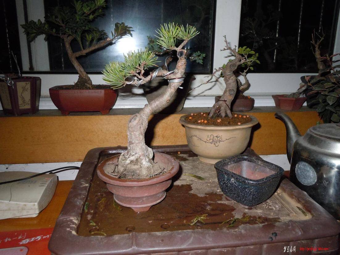 DSCN1254.jpg