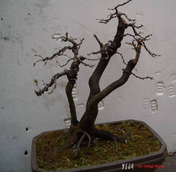 СƷ11325ab.JPG