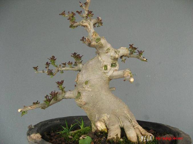 Ƭ 005.jpg