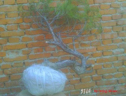IMAG0032.JPG