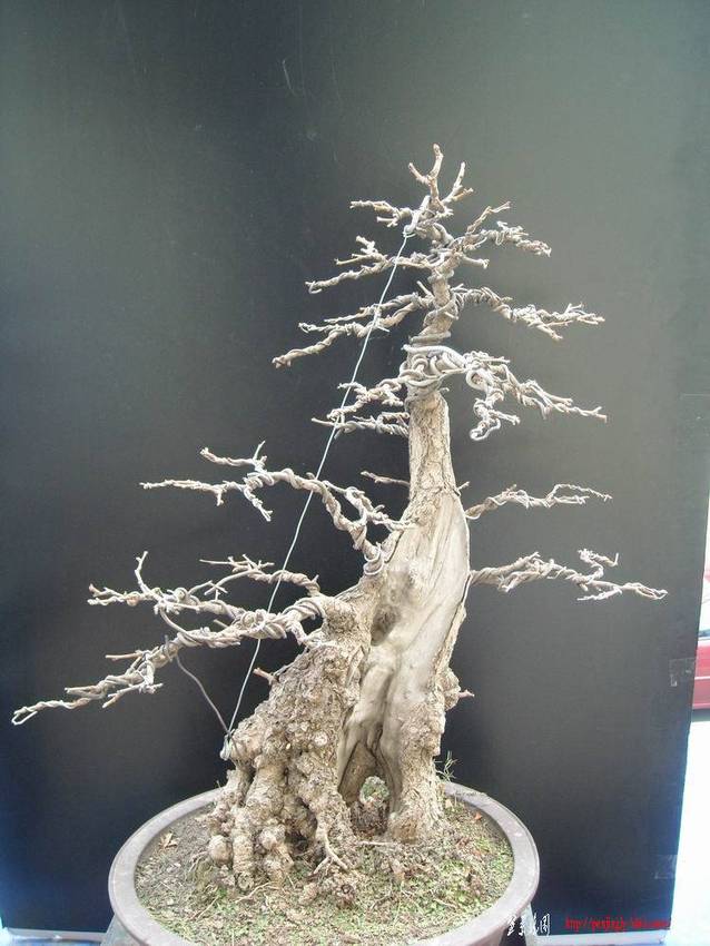 DSCN1002.JPG