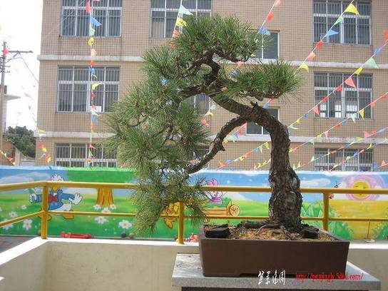 IMG_7970.JPG