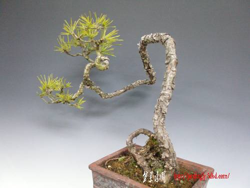 13e20akamatsu.jpg