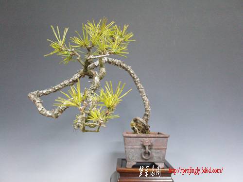 13d20akamatsu.jpg