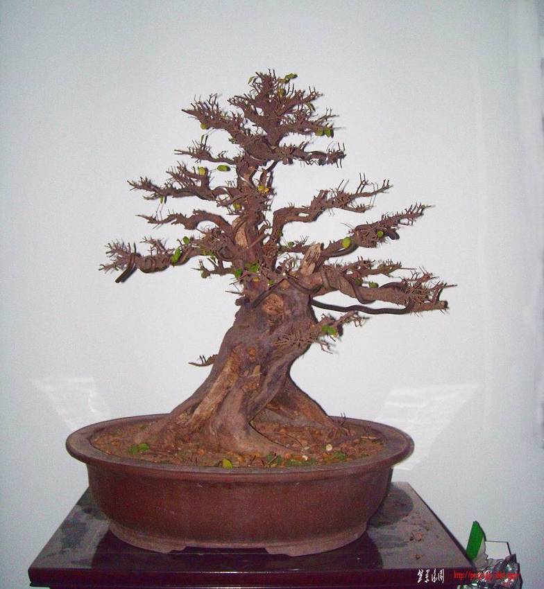 DSCN0680.JPG