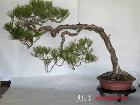 2_20110118-s-CIMG1488.jpg