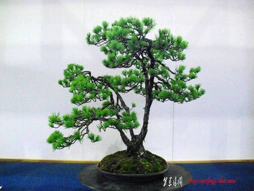 20100329-s-384.jpg