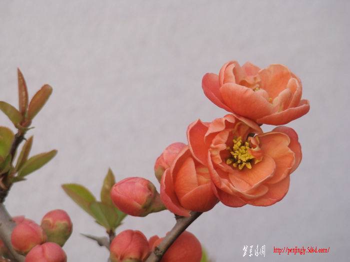 DSC08596.jpg