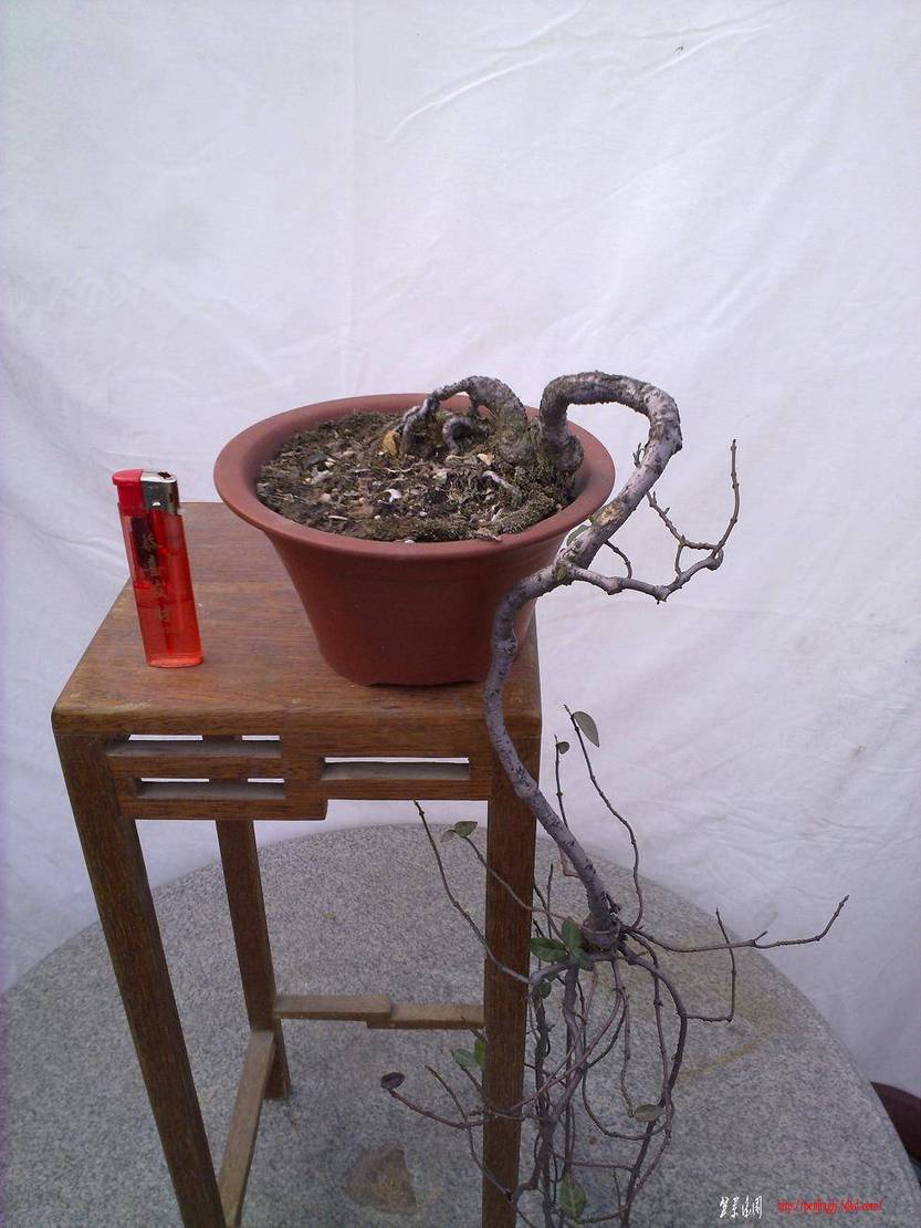 20110326179.jpg