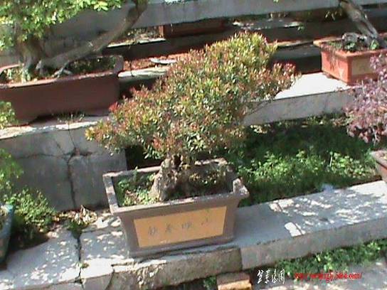 DSC00084.JPG