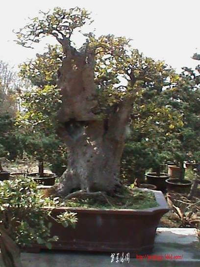 DSC00078.JPG