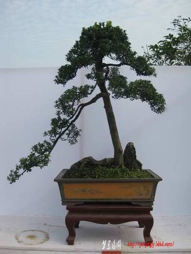 IMG_1244.jpg