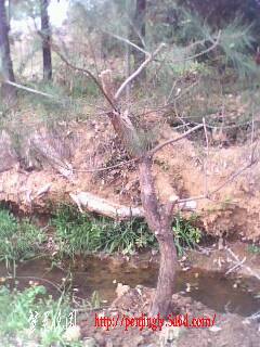 IMG0301A.jpg