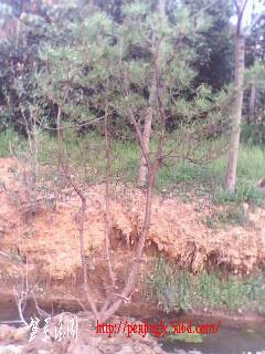 IMG0299A.jpg