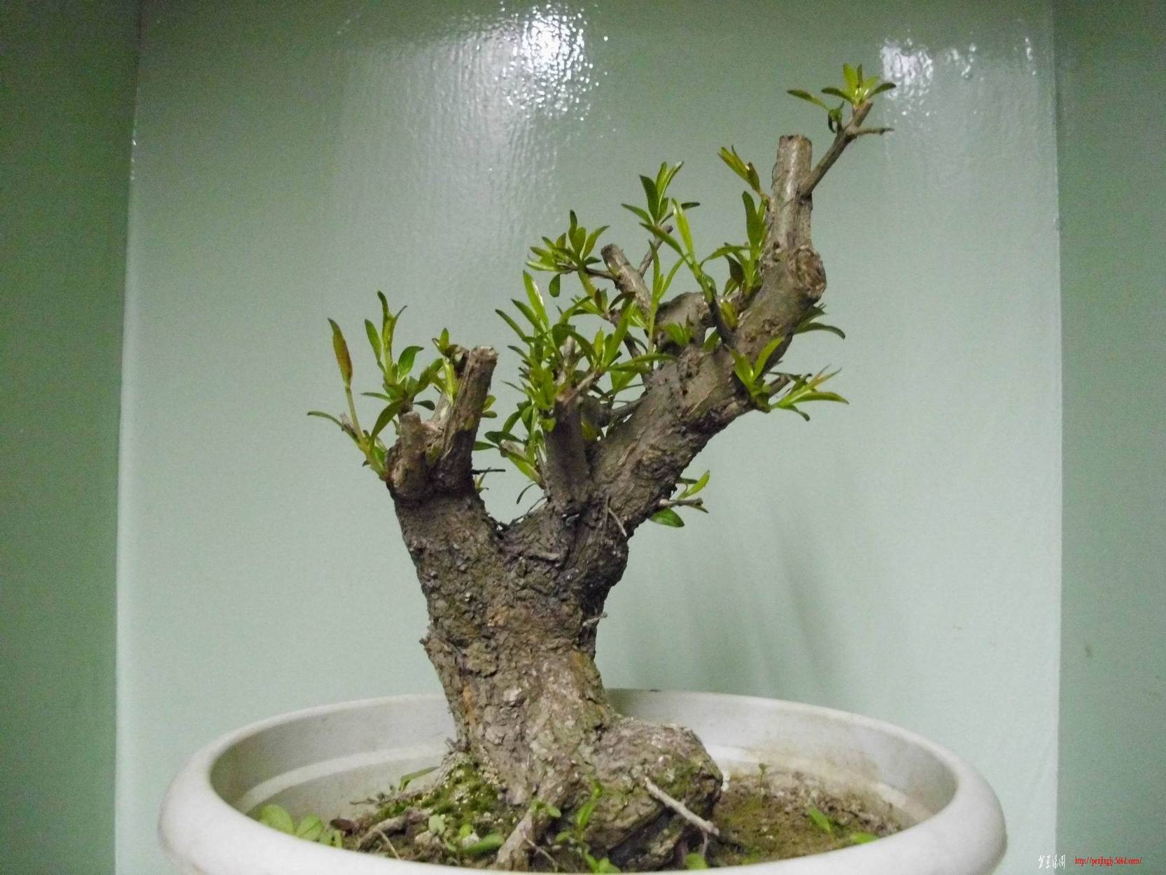 DSCI0729.JPG