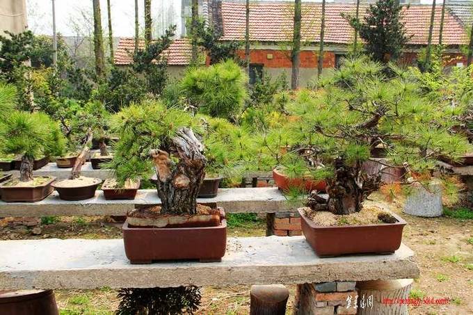 ������ɰ�� 663.jpg