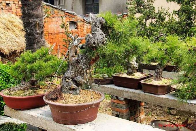 ������ɰ�� 661.jpg